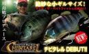 チビタレル