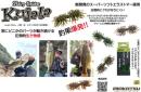 ヘアリースパイダー クジャラ(Feco認定)